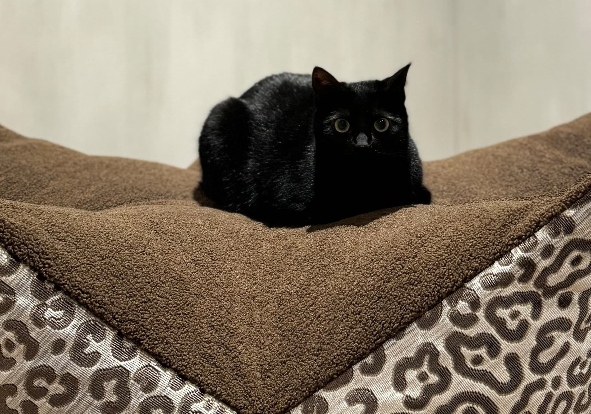 Sfeerfoto ster poef Nowie bruin met zwarte kat