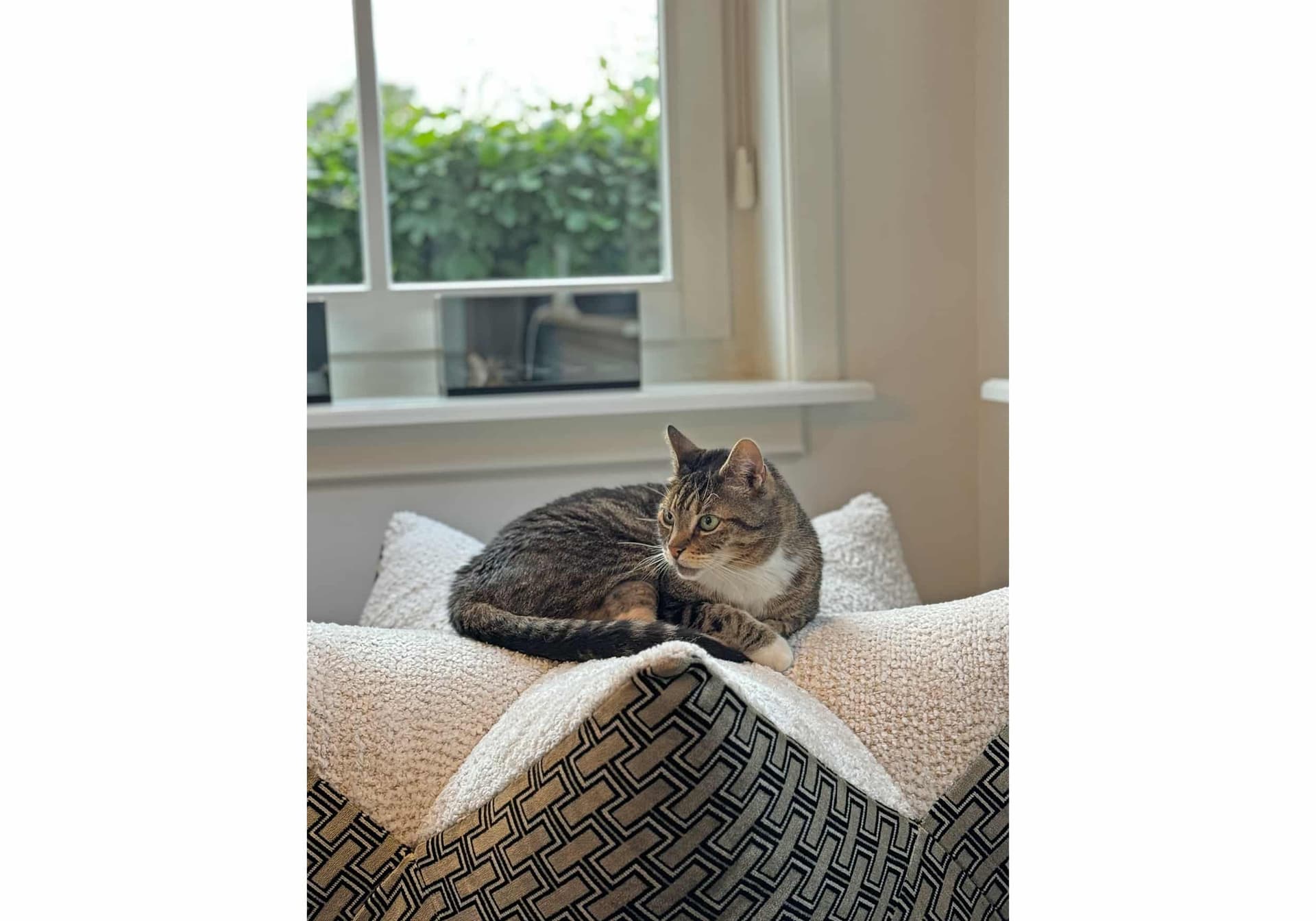 Sfeerfoto Ster poef Nowie beige met kat